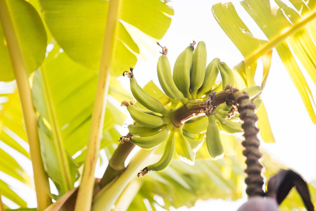 Bananas growing on a tree