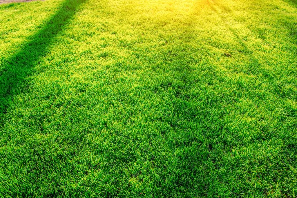 A lush greeen lawn