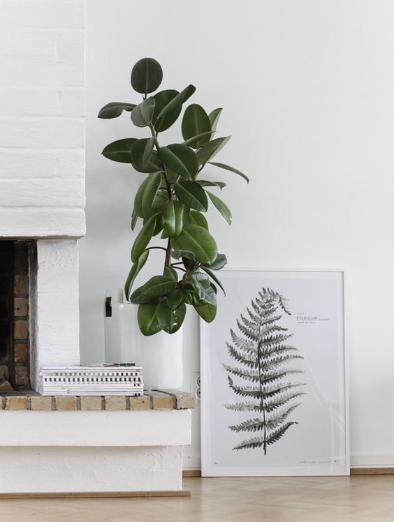 Ficus elastica, Indoor Plants