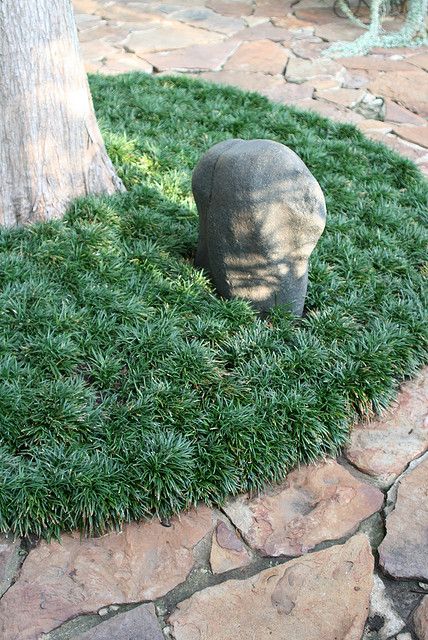 Mondo grass ground cover