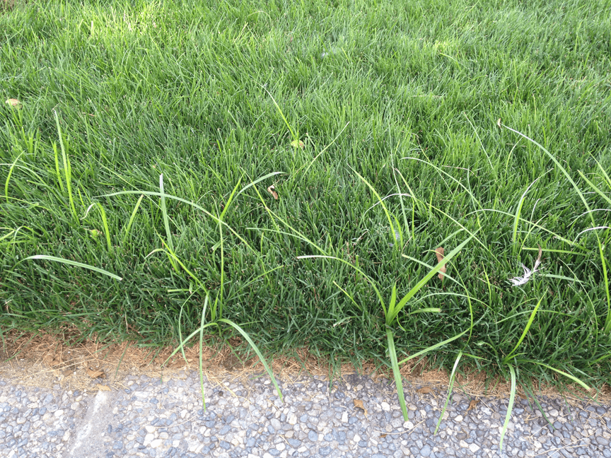 Nutgrass sprouts