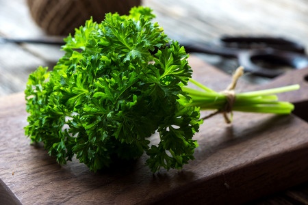 Parsley bunch fresh from the garden
