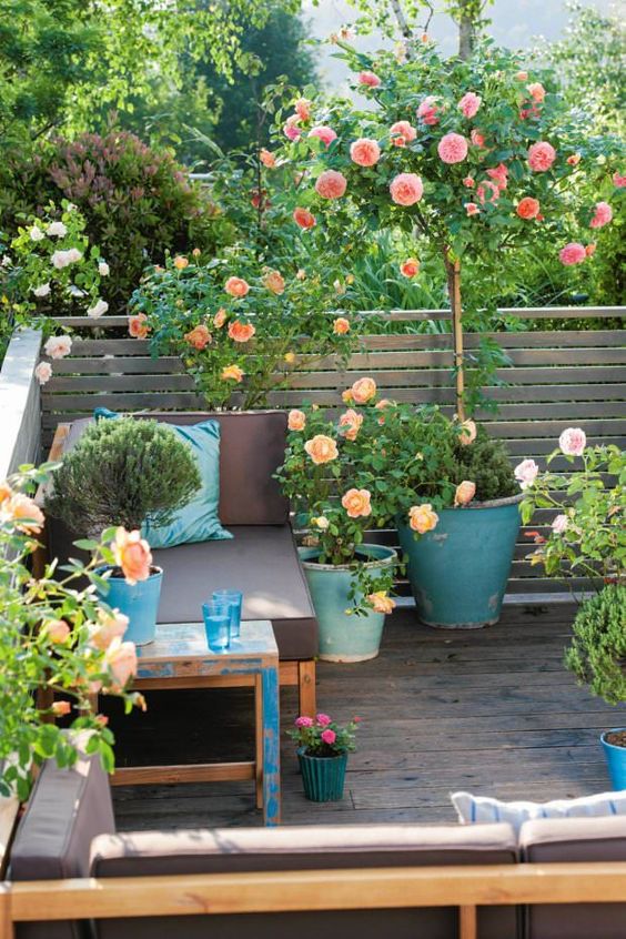 patio roses, roses, pot plants, garden