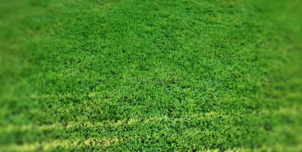 Is your lawn no longer fit for purpose? | Centenary Landscaping