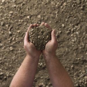 Photo of Podium Soil in someone's hands | Featured Image for Podium Soil Product Page by Centenary Landscape Supplies.