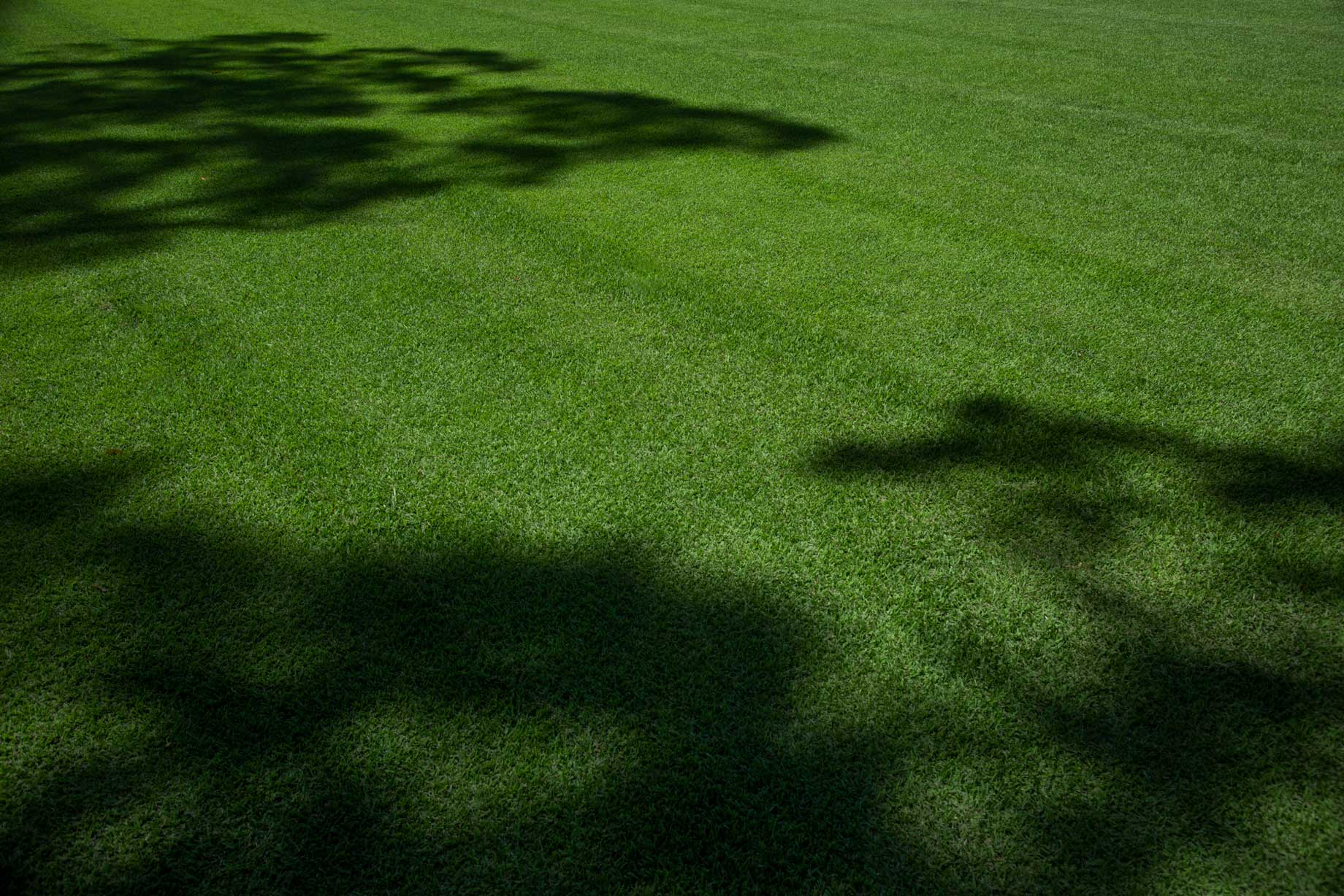 Large area of grass | Featured image for the Lawn Grub Control, Detection and Prevention blog from Centenary Landscaping Supplies.
